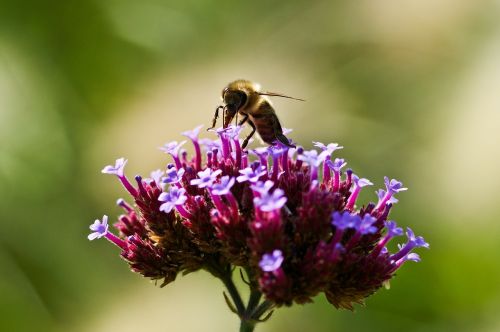 insect bee nature