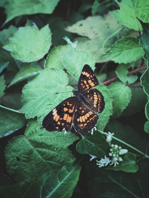 insect nature butterfly