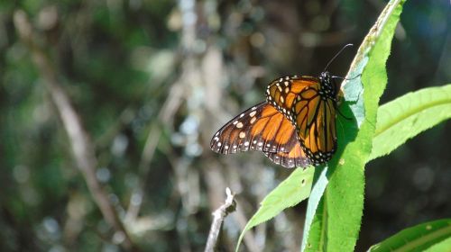 insect nature outdoors