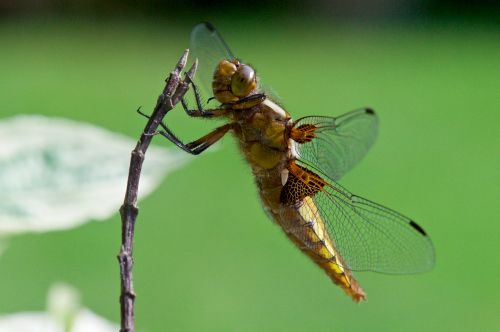 insect nature dragonfly