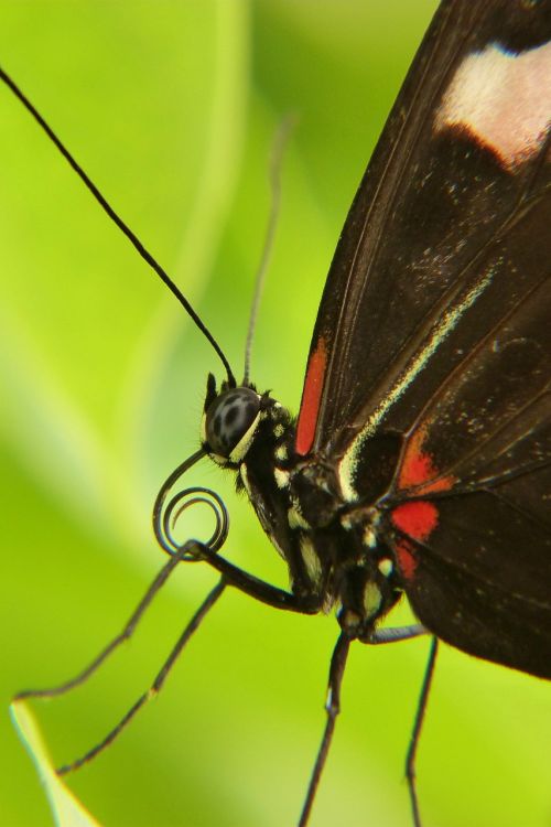 insect butterfly day nature