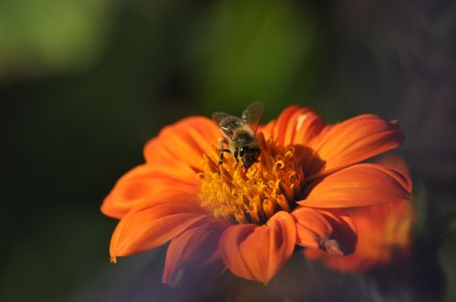 insect nature flower