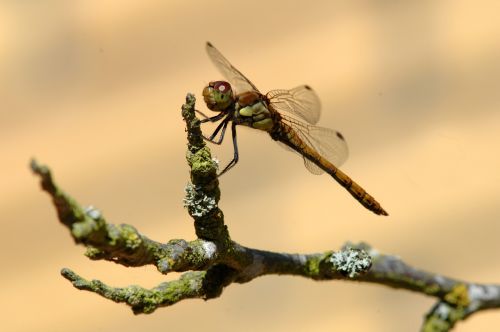 insect natural invertebrates