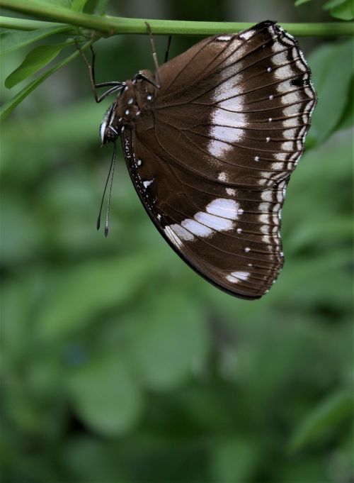 insect nature outdoors