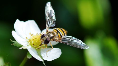 insect nature bee