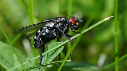 insect nature wing