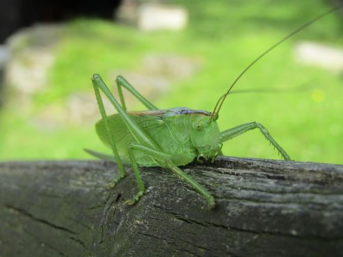 insect nature grasshopper