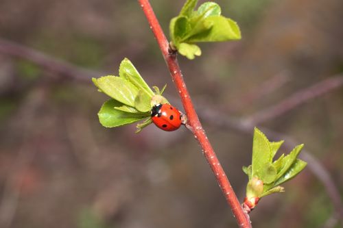 insect ladybug plant