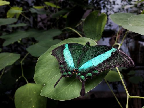 insect nature butterfly