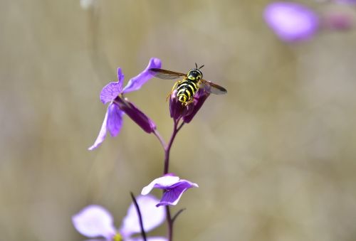 insect nature outdoors