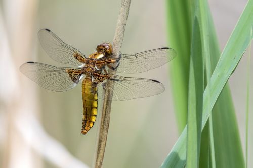 insect nature