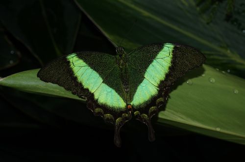 insect butterfly invertebrate