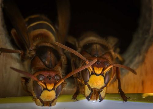 insect wasps hornets