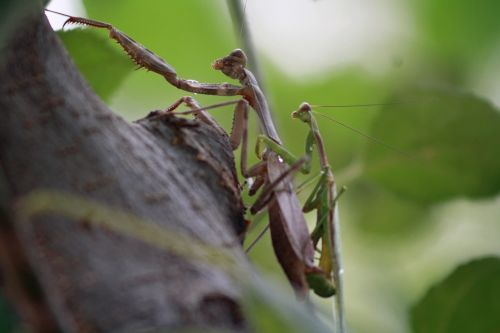 insect wildlife invertebrate