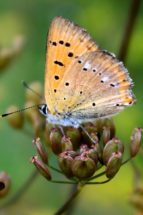 insect butterfly day nature