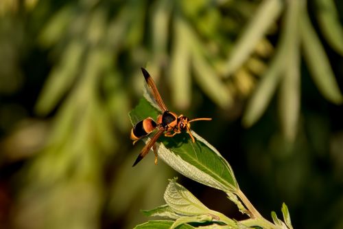 insect hornet abispa ephippian