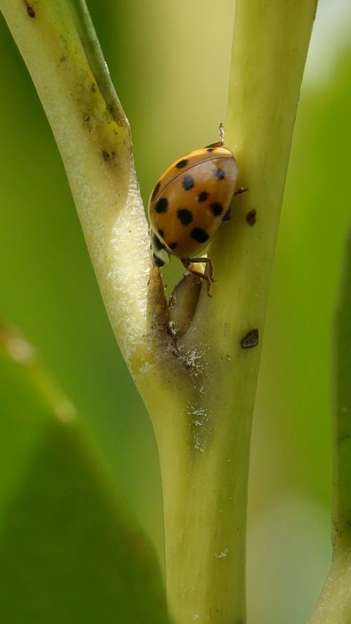 insect nature ladybug