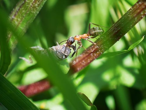 insect beetle animal world