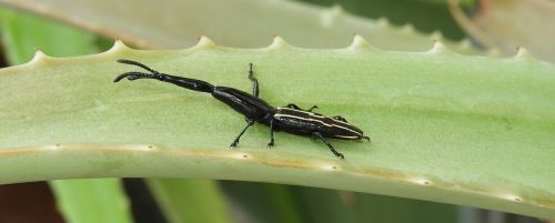 insect nature outdoors