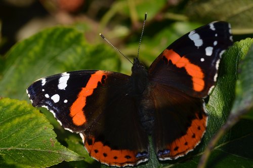 insect  butterfly  nature