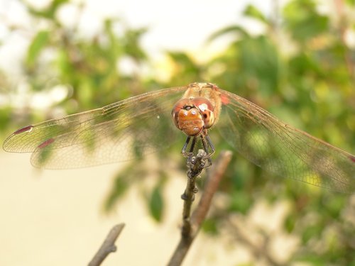 insect  nature  dragonflies różnoskrzydłe