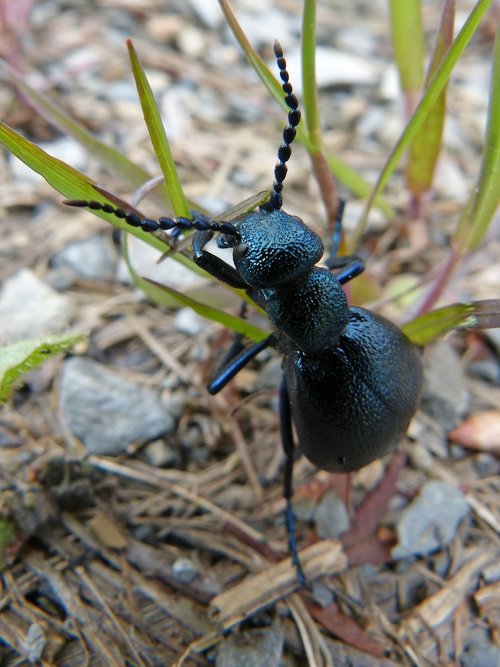 insect  nature  invertebrate