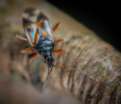 insect  nature  bespozvonochnoe