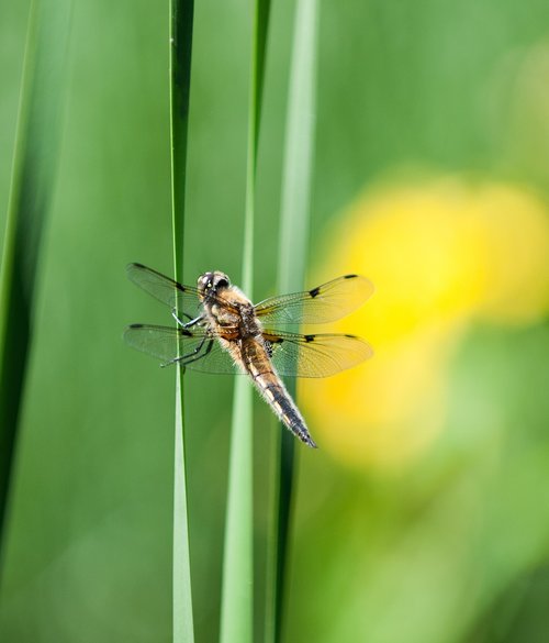 insect  nature  dragonfly