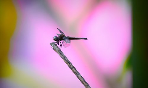 insect  fly  nature