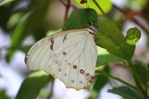 insect  nature  butterfly