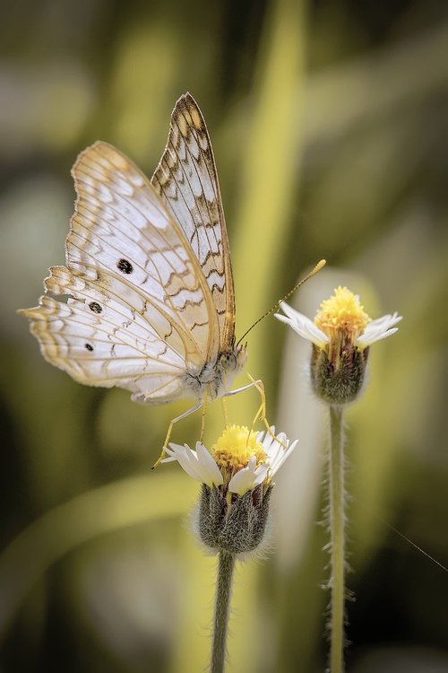 insect  nature  butterfly