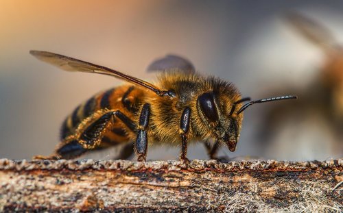 insect  bee  honey