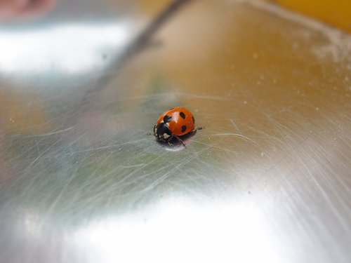 insect  ladybug  beetle