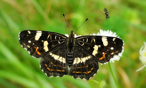 insect  butterfly day  nature