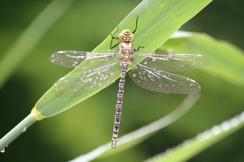 insect  natural  outdoor