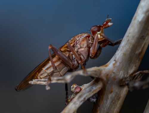 insect  bespozvonochnoe  nature