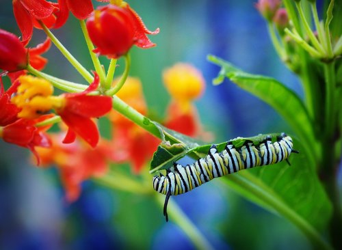 insect  nature  flower