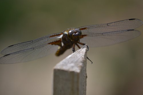 insect  dragonfly  nature
