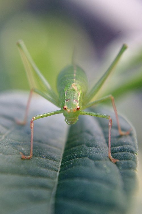 insect  nature  leaf