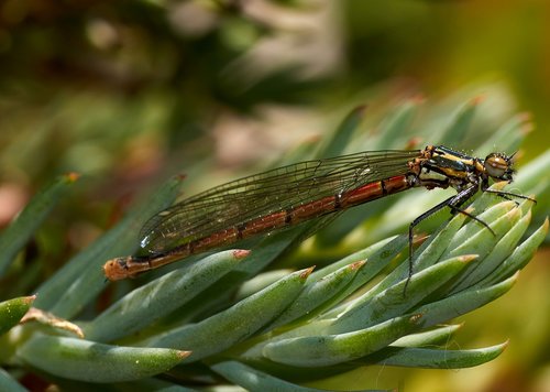 insect  nature  leaf