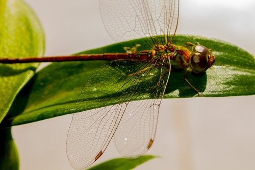 insect  nature  leaf