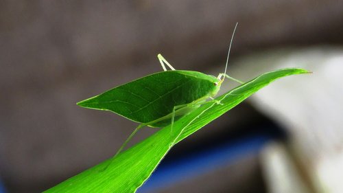 insect  leaf  nature