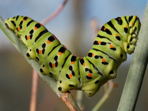insect  caterpillar  larva