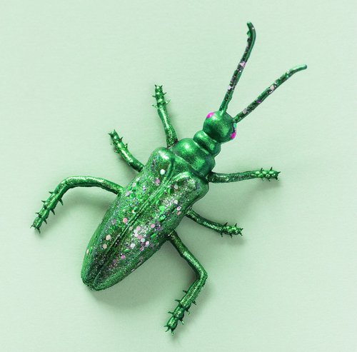 insect  nature  invertebrate