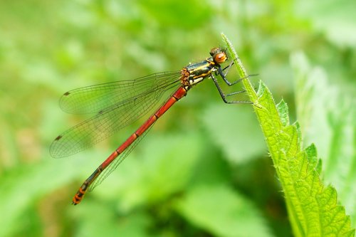 insect  nature  dragonflies równoskrzydłe