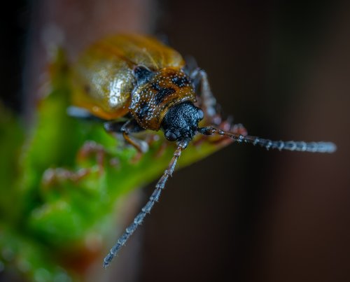 insect  living nature  beetle