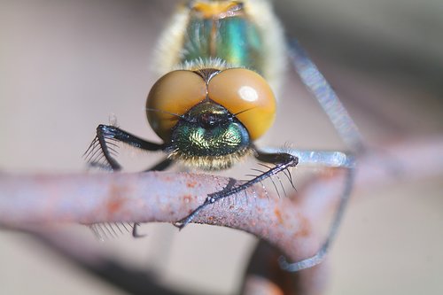 insect  nature  closeup