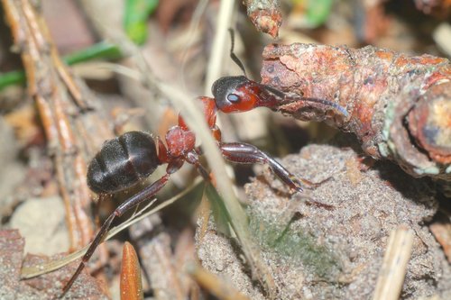 insect  ant  macro