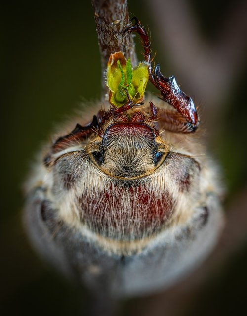 insect  macro  beetle