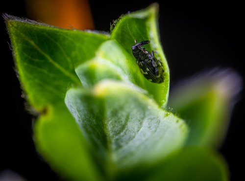 insect  macro